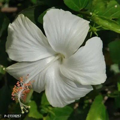 BALUBITA Hybrid Hibiscus Plant[BB1654]-thumb0