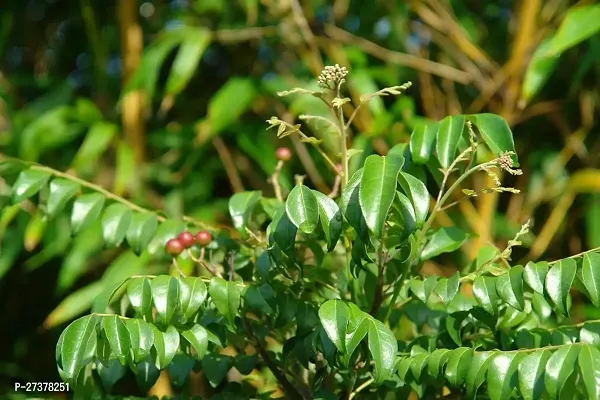 BALUBITA Hybrid Curry Leaf Plant[BB1648]-thumb0