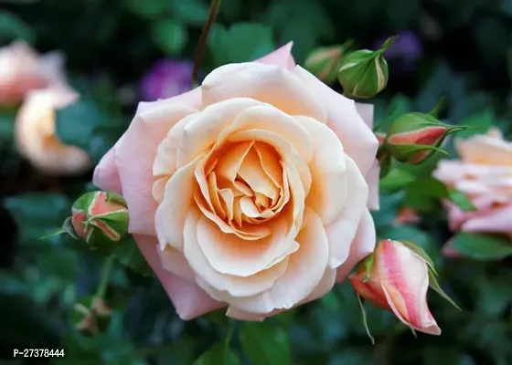 BALUBITA Hybrid Rose Plant[BB1840]-thumb0