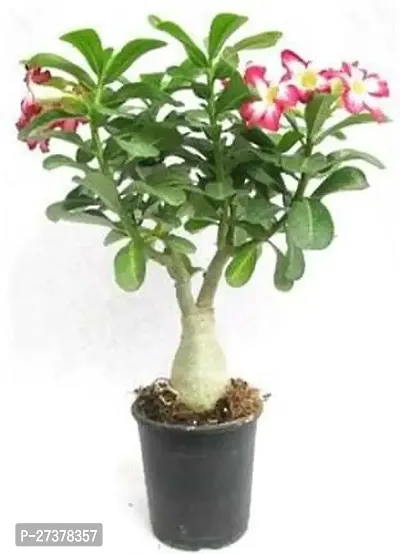 BALUBITA Hybrid Adenium Plant[BB1753]-thumb0