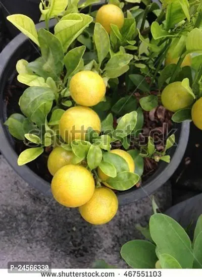 Lemon PlantHybrid Esey To Grow No Nead To extra Care [ S213]-thumb0