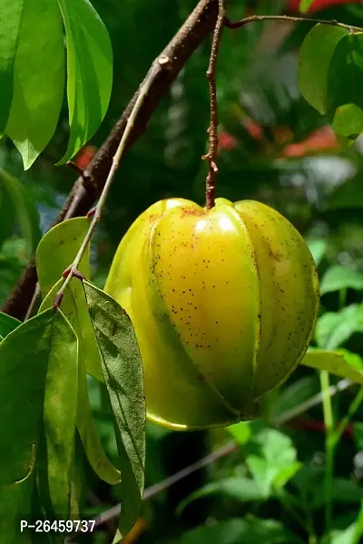 Star Fruit Carambola Grafted Plant