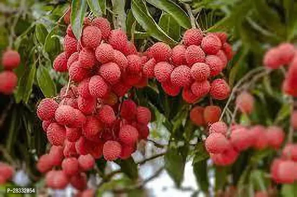 Fulmala Nursery Litchi Plant Height 1.2-1.149 Fit, With Growing Bag-thumb0