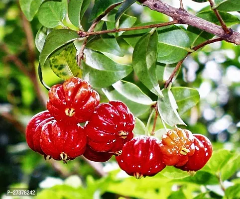 BALUBITA Hybrid Cherry Fruit Plant[BB1639]-thumb0