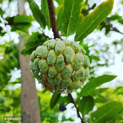 Custard Apple PlantHybrid Esey To Grow No Nead To extra Care [ S111]-thumb0