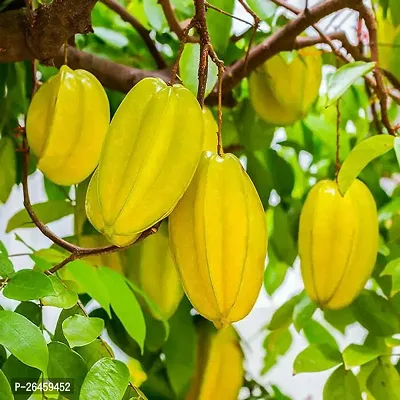 Star Fruit Carambola Grafted Plant-thumb0