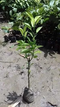 BALUBITA Hybrid Lemon Plant[BB1651]-thumb3