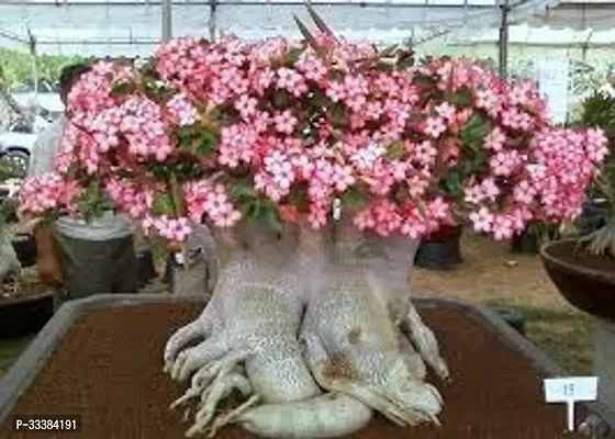 Adenium Flower Plant-thumb0