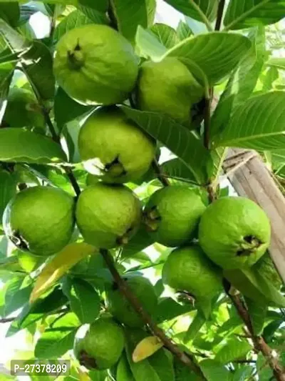 BALUBITA Hybrid Guava Plant[BB1606]-thumb2