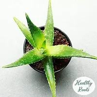 BALUBITA Hybrid Aloe Vera Plant[BB1598]-thumb1