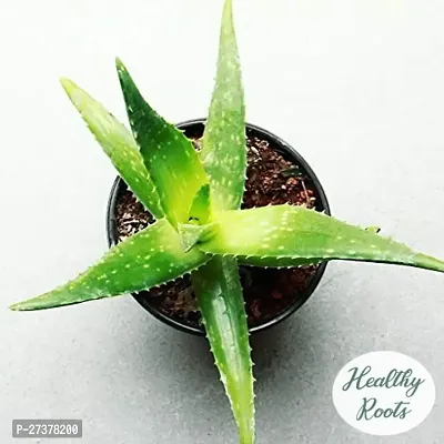 BALUBITA Hybrid Aloe Vera Plant[BB1598]-thumb2