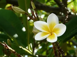 BALUBITA Hybrid Plumeria Plant[BB1859]-thumb1