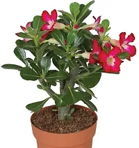 Fulmala Nursery Adenium Plant Height 1.2-1.303 Fit, With Growing Bag-thumb1