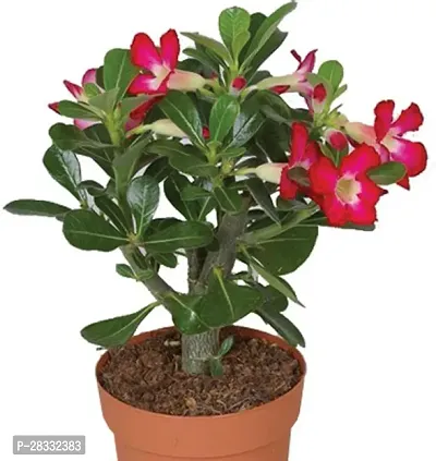 Fulmala Nursery Adenium Plant Height 1.2-1.303 Fit, With Growing Bag-thumb2