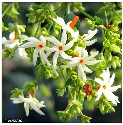 Jasmine PlantHybrid Esey To Grow No Nead To extra Care [ S199]-thumb0