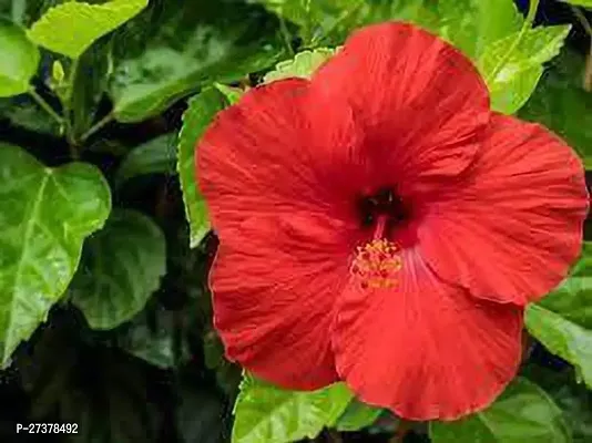 BALUBITA Hybrid Hibiscus Plant[BB1887]