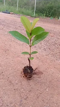 BALUBITA Hybrid Guava Plant[BB1782]-thumb3