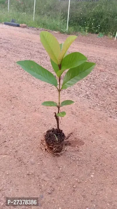 BALUBITA Hybrid Guava Plant[BB1782]-thumb4