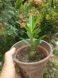 BALUBITA Hybrid Adenium Plant[BB1768]-thumb1