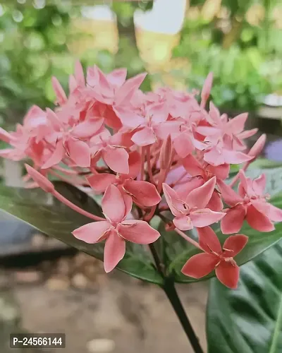 Trothic Ixora/Chethi PlantHybrid Esey To Grow No Nead To extra Care [ S30]-thumb0