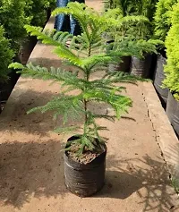 BALUBITA Hybrid Christmas Tree Plant[BB1767]-thumb1