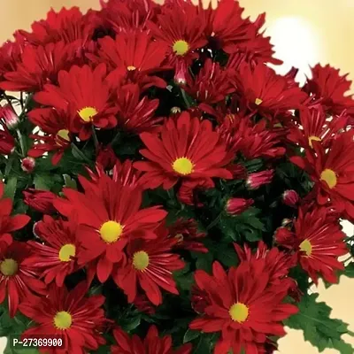 BALUBITA Hybrid Chrysanthemums/ Guldavari Plant[BB1581]-thumb2