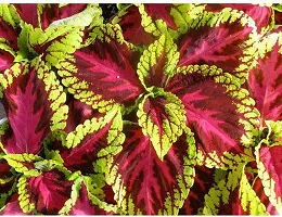 BALUBITA Hybrid Coleus Plant[BB1640]-thumb1