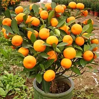 BALUBITA Hybrid Orange Plant[BB1645]-thumb2