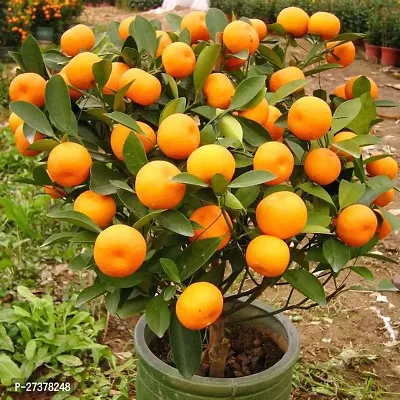 BALUBITA Hybrid Orange Plant[BB1645]-thumb3