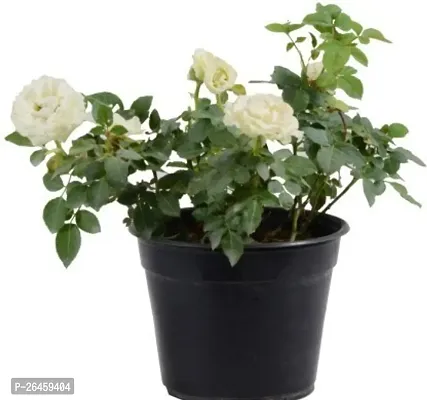 Rose Plant