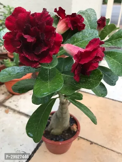 Rare Adenium Obesum Desert Rose-thumb0