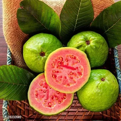 Fulmala Nursery Guava Plant Height 1.2-1.474 Fit, With Growing Bag-thumb0