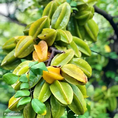 Star Fruit Carambola Grafted Plant