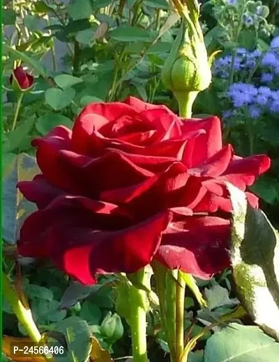 Rose PlantHybrid Esey To Grow No Nead To extra Care [ S285]-thumb0