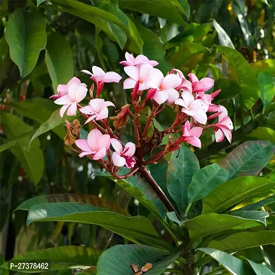 BALUBITA Hybrid Plumeria Plant[BB1858]-thumb0