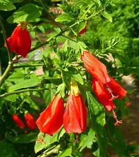 BALUBITA Hybrid Hibiscus Plant[BB1617]-thumb3