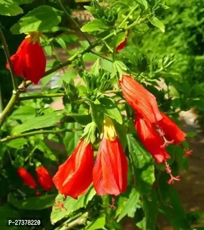 BALUBITA Hybrid Hibiscus Plant[BB1617]-thumb4