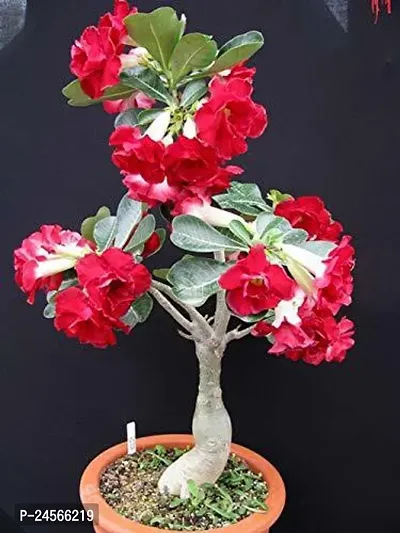 Adenium PlantHybrid Esey To Grow No Nead To extra Care [ S103]-thumb0