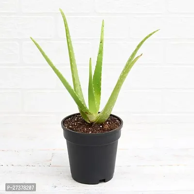 BALUBITA Hybrid Aloe Vera Plant[BB1605]-thumb0