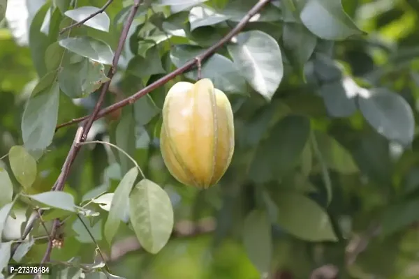 BALUBITA Hybrid Star Fruit Carambola Grafted Plant[BB1879]-thumb2