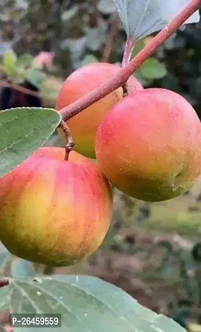 Ber Apple Plant