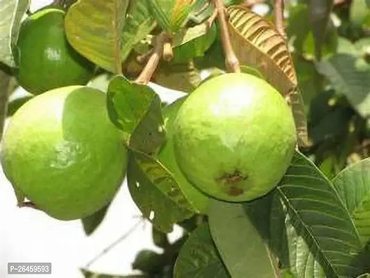 Guava Plant