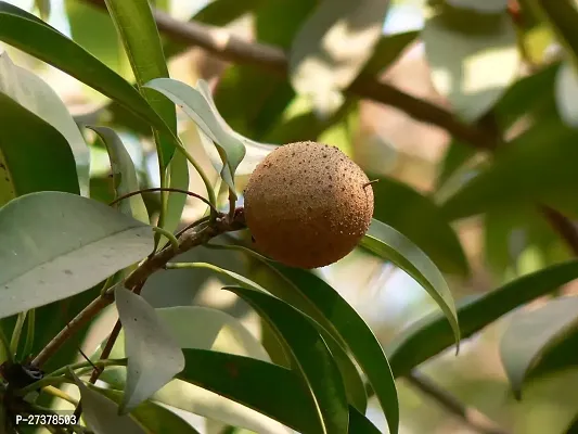 BALUBITA Hybrid Chiku Plant[BB1898]-thumb3