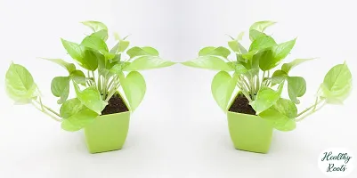 BALUBITA Hybrid Money Plant[BB1612]-thumb1