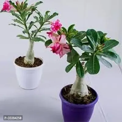 Adenium Flower Plant-thumb0