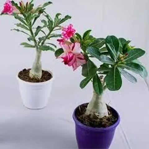 Must Have Plant & Planters 