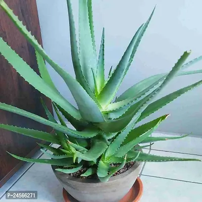 Aloe Vera PlantHybrid Esey To Grow No Nead To extra Care [ S154]