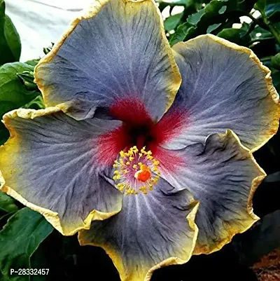 Fulmala Nursery Hibiscus Plant Height 1.2-1.357 Fit, With Growing Bag-thumb0