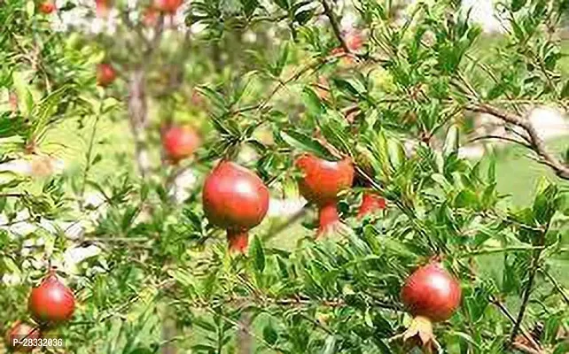 Fulmala Nursery Pomegranate Plant Height 1.2-1.136 Fit, With Growing Bag