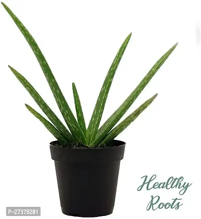 BALUBITA Hybrid Aloe Vera Plant[BB1599]-thumb0